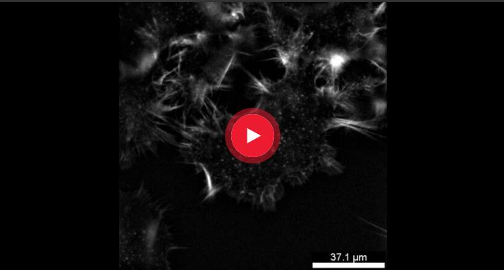 用于通例荧光成像 2.jpg