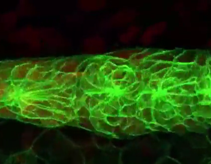 ģʽ��������